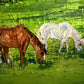 Serenity - Two Horses Grazing - 8"x8"